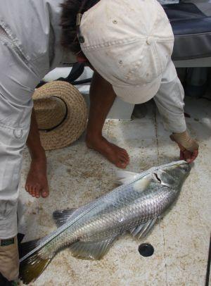 NT closes barra water to pros